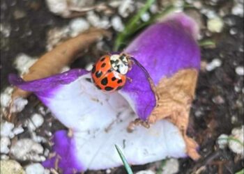 نهرٌ يغلي في داخلي …