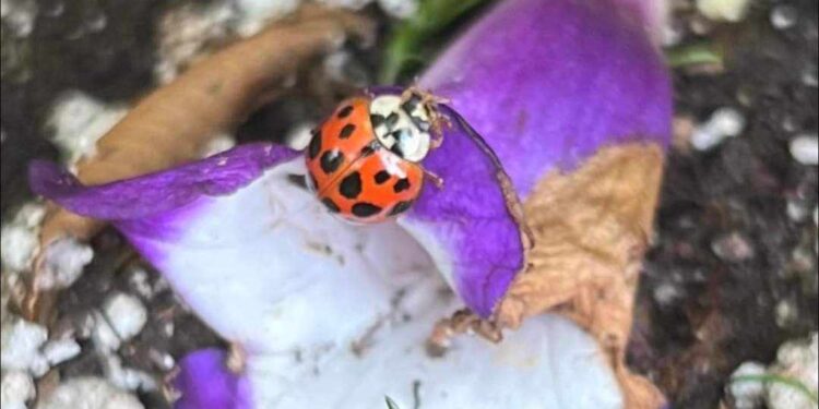 نهرٌ يغلي في داخلي …