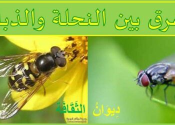 الفرق بين النحلة والذبابة  …