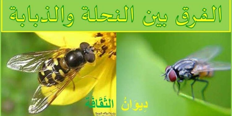الفرق بين النحلة والذبابة  …
