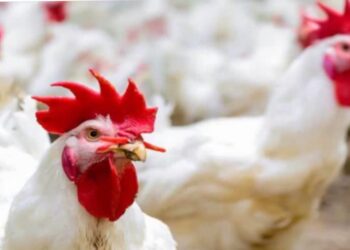 اسعار اللحوم والدواجن والاسماك اليوم | الإثنين 10-7-2023 في مصر ..