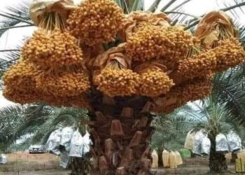 طباخات الرطب …