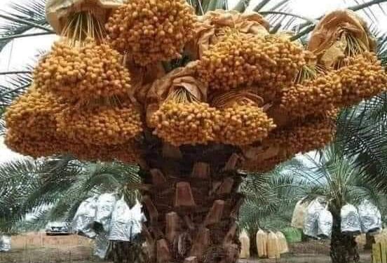 طباخات الرطب …