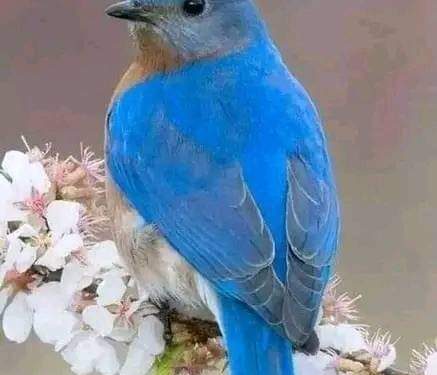 « بلادى وطن لأجيالى » للشاعرة شيماء محمد