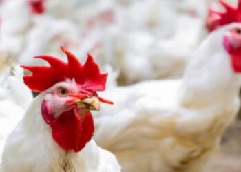 استقرار أسعار الدواجن والكيلو بـ 63 جنيها للمستهلك