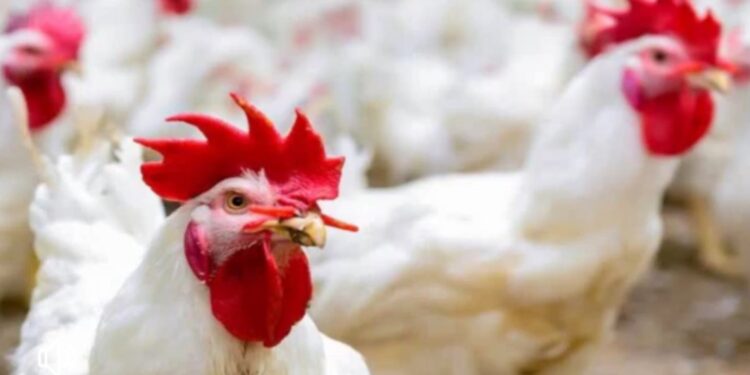 استقرار أسعار الدواجن والكيلو بـ 63 جنيها للمستهلك