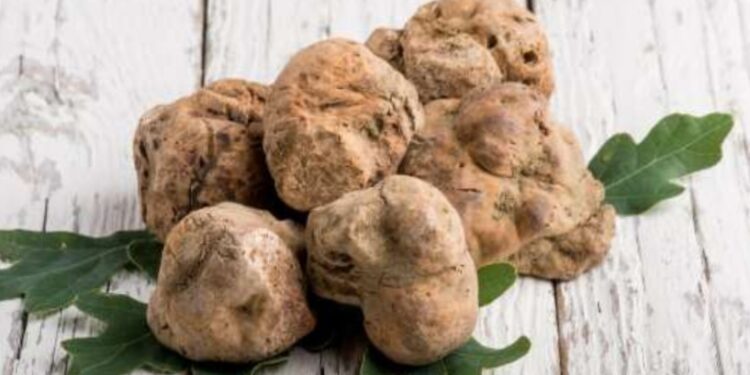 ما هو أغلى طعام على وجه الأرض؟.. الكيلو يصل إلى 200 ألف يورو