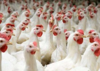 أسعار الدواجن اليوم السبت 22-7-2023 في الأسواق