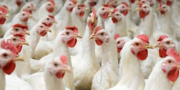 أسعار الدواجن اليوم السبت 22-7-2023 في الأسواق