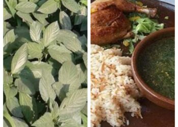 الملوخيه الخضراء عشق المصريين