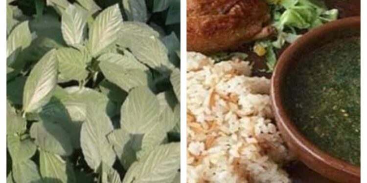 الملوخيه الخضراء عشق المصريين