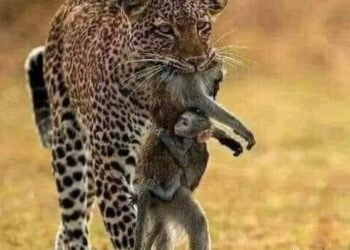 الصورة الأشد قسوة ..!!