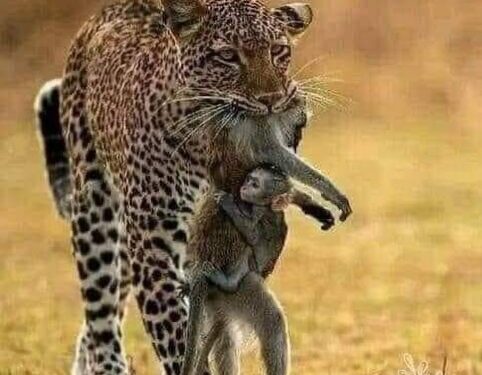 الصورة الأشد قسوة ..!!