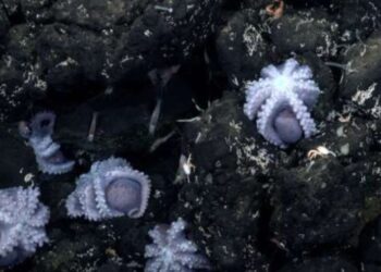 اكتشاف ثالث حضانة أخطبوط بالعالم على عمق 3000 متر