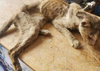 شاب ينقذ قطة بالمحاليل والأدوية بعد أسابيع بلا طعام