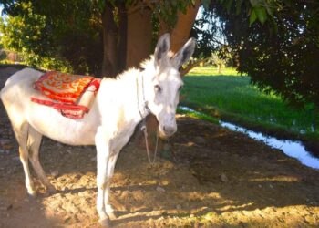 حماري قال لي !!