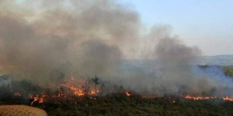 وزير الزراعة بسوريا يكشف عن خطة بديلة لتطويق النيران