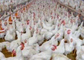 أسعار الدواجن البيضاء :