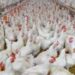 أسعار الدواجن البيضاء :