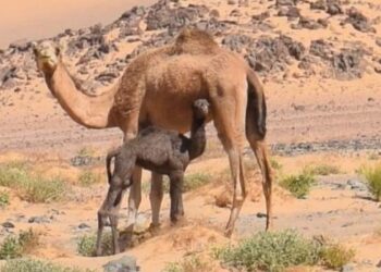 صباح الخير يا صغيري !!