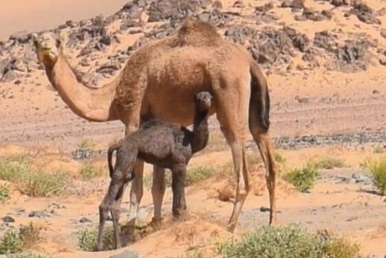 صباح الخير يا صغيري !!