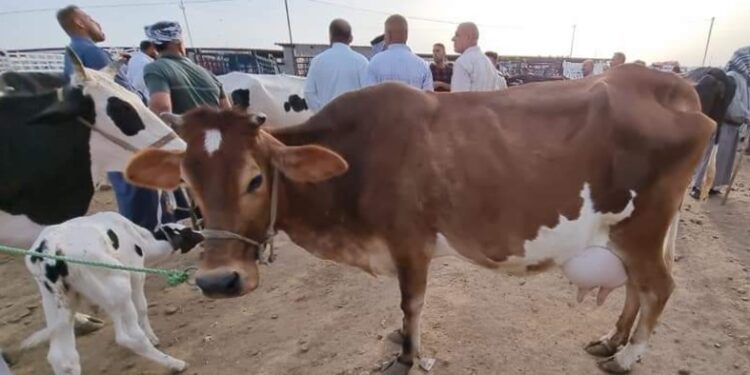 إنطلاق الحملة القومية الثانية لتحصين المواشي ضد الحمى القلاعية