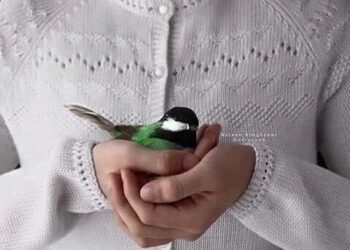 خواطر شيماء يوسف