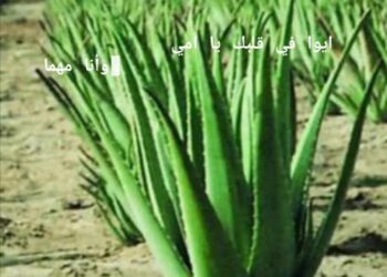 « زهرة الصبار  » للشاعرة فاطمة علام