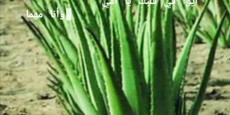 « زهرة الصبار  » للشاعرة فاطمة علام