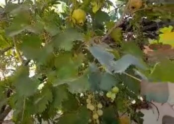 ياوطنا … بقلم د. أمال بوحرب