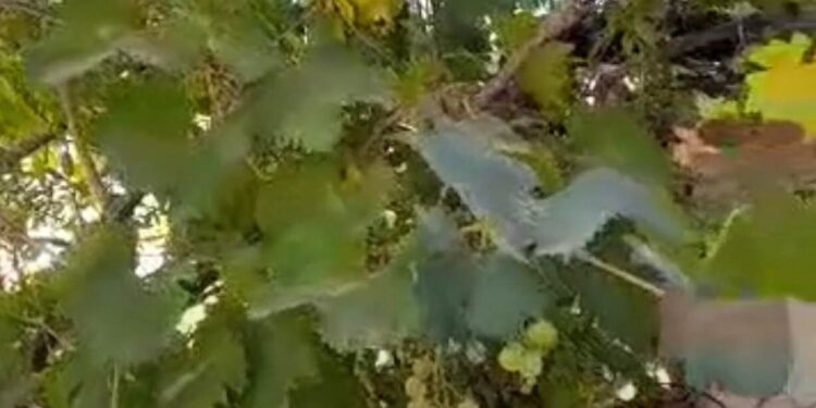 ياوطنا … بقلم د. أمال بوحرب