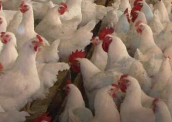 تراجع كبير في أسعار الدواجن الیوم الخميس 3-8-2023