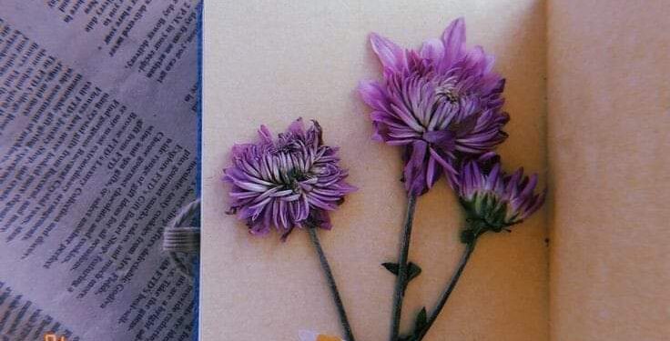 « قوانين عشق » للشاعر أسامة صبحي ناشي