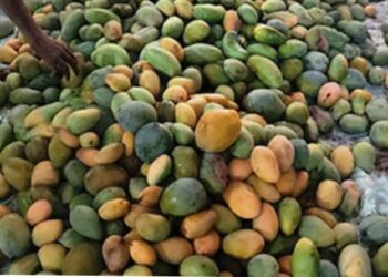 مانجو مزارع الأقصر جاهزة لغزو الأسواق والشوادر حول مصر