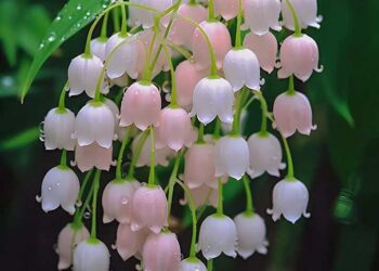 العشق الحزين … الممنوع