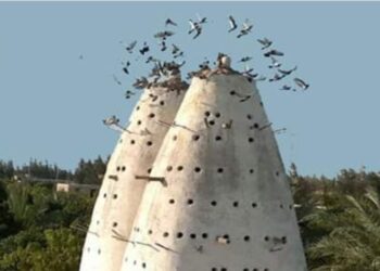 « برجين حمام » للشاعر هانى صلاح الدين …