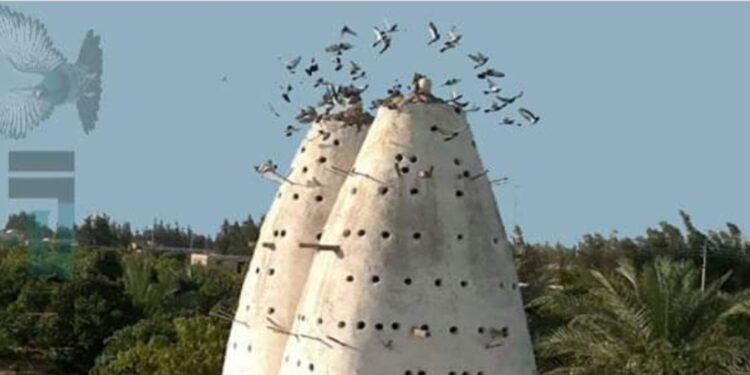 « برجين حمام » للشاعر هانى صلاح الدين …