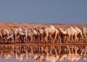 893 جملا تشارك فى سباق الهجن بالعلمين