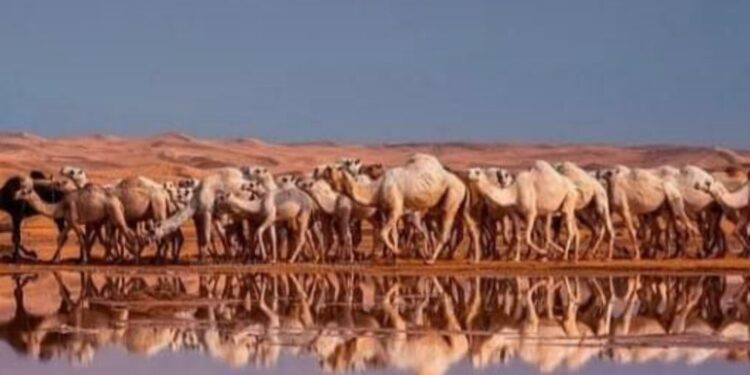 893 جملا تشارك فى سباق الهجن بالعلمين