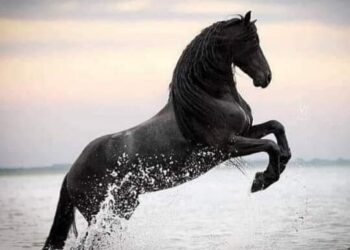 « الدنيا فيها العـجب » للشاعر أيمن عليوة …