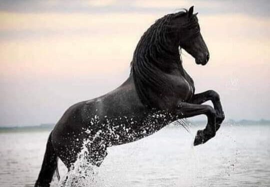 « الدنيا فيها العـجب » للشاعر أيمن عليوة …