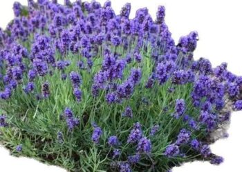 « الأزرق انعكاسٌ في مرآتي » للشاعرة حسناء سليمان