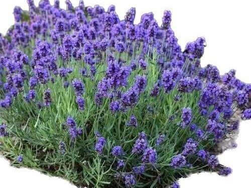 « الأزرق انعكاسٌ في مرآتي » للشاعرة حسناء سليمان