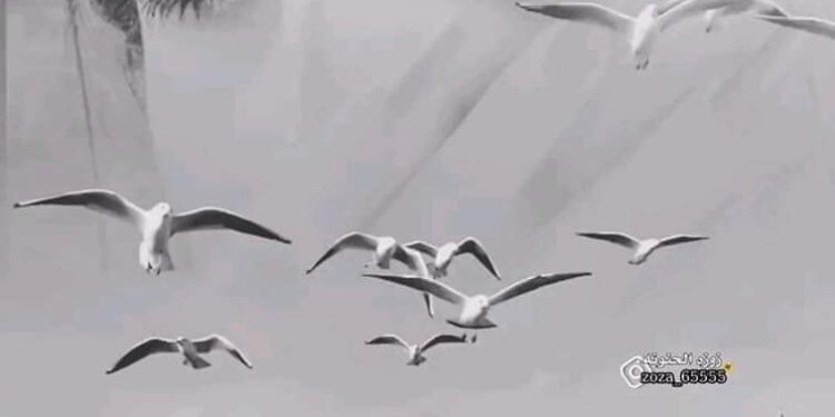 « حبيبتي وعمري » للشاعر عبدالحميد الصناديدي