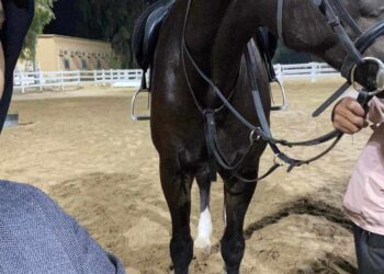 « قال يا مهرة كلما تجري » للشاعرة د ..آمال بوحرب 