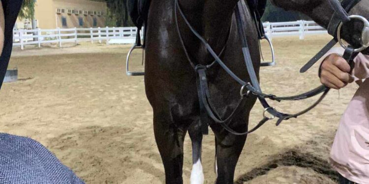 « قال يا مهرة كلما تجري » للشاعرة د ..آمال بوحرب 