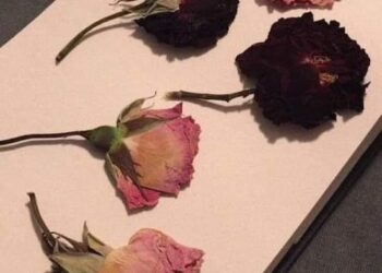 كانت مجرد احلام …