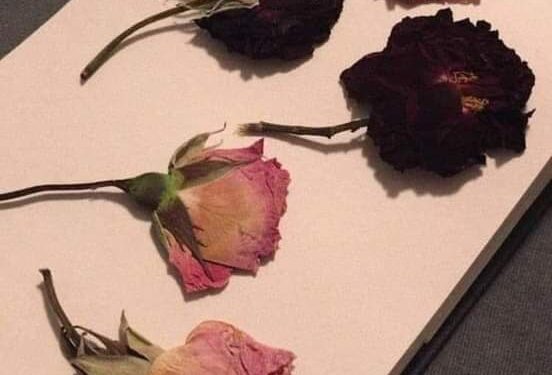 كانت مجرد احلام …