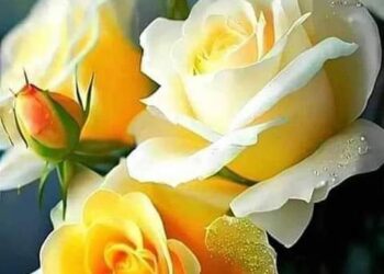 ………………رحــيق الــورود ………………