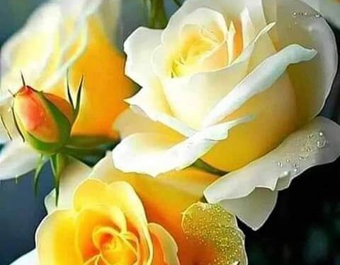 ………………رحــيق الــورود ………………